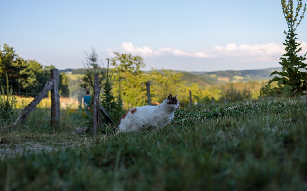 Photo Farmyard