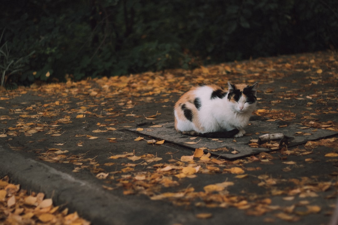 Photo Giant rabbit