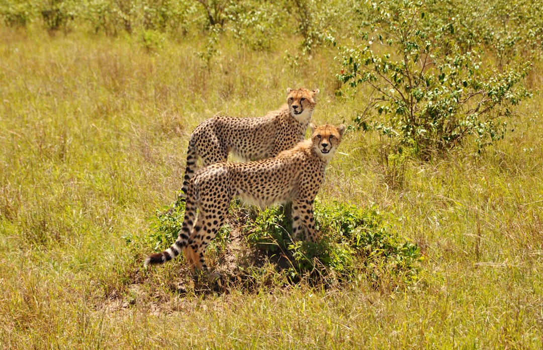 Photo Cheetah, Spots